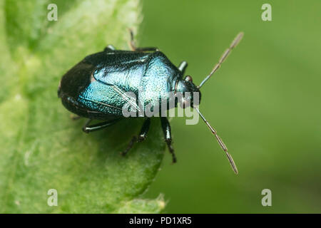 Shieldbug Zicrona caerulea (bleu) perchés sur des feuilles de plantes. Tipperary, Irlande Banque D'Images