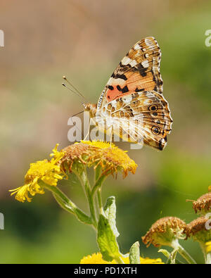 Papillon belle dame (Vanessa cardui) se nourrissant de vergerette commun. Tipperary, Irlande Banque D'Images