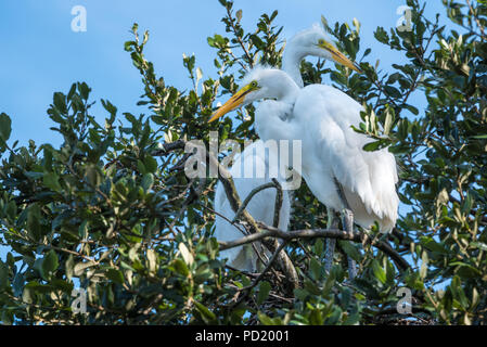 Un couple reproducteur de la grande aigrette à St Augustine Alligator Farm Zoological Park à Saint Augustine, en Floride. (USA) Banque D'Images