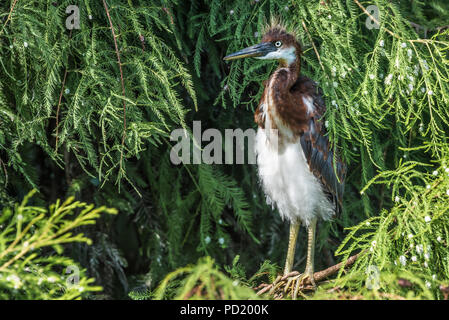 Aigrette tricolore pour mineurs à St Augustine Alligator Farm Zoological Park à Saint Augustine, en Floride. (USA) Banque D'Images