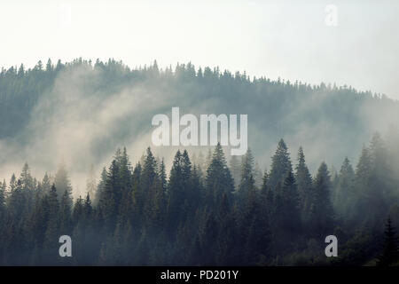 Vue panoramique sur les forêts de montagne couvrant de brouillard Banque D'Images