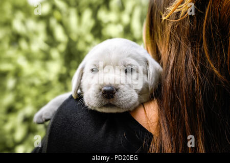 Jeune labrador retriever dog puppy pet Banque D'Images