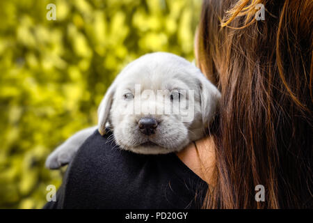 Jeune labrador retriever dog puppy pet Banque D'Images