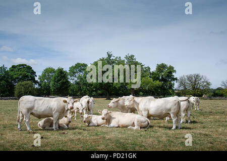 Vaches charolaises Banque D'Images