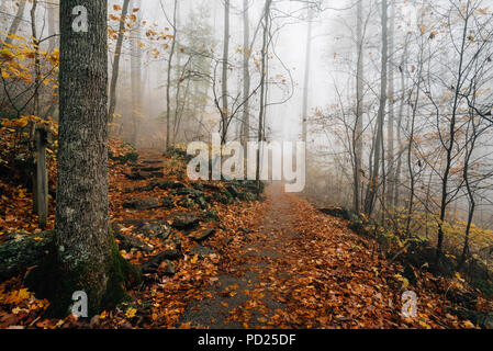 Le brouillard et la couleur de l'automne sur le sentier des chutes de Crabtree, dans George Washington National Forest près de la Blue Ridge Parkway en Virginie. Banque D'Images