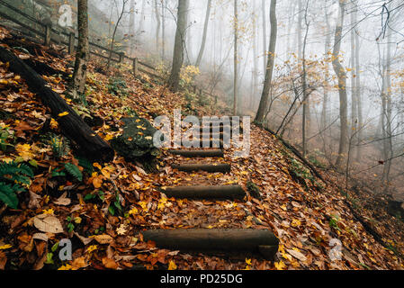 Le brouillard et la couleur de l'automne sur le sentier des chutes de Crabtree, dans George Washington National Forest près de la Blue Ridge Parkway en Virginie. Banque D'Images