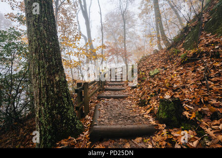 Le brouillard et la couleur de l'automne sur le sentier des chutes de Crabtree, dans George Washington National Forest près de la Blue Ridge Parkway en Virginie. Banque D'Images