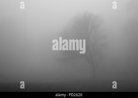 Arbre dans le brouillard à Peaks of Otter Lake, le long de la Blue Ridge Parkway en Virginie. Banque D'Images