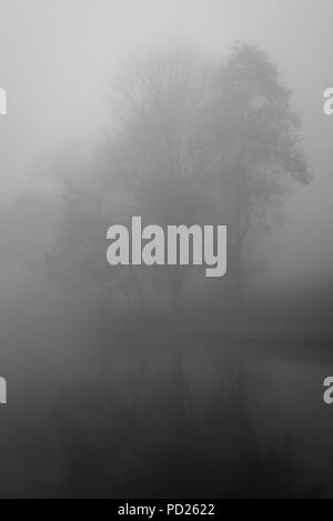 Arbre dans le brouillard à Peaks of Otter Lake, le long de la Blue Ridge Parkway en Virginie. Banque D'Images