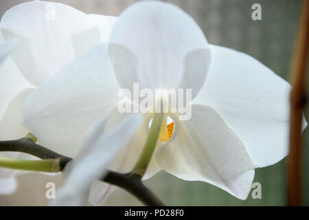 Belles orchidées blanches vu de derrière, les orchidées blanches Vue de derrière en face de l'arrière-plan de couleur pastel Banque D'Images