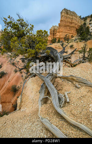 Cône en soies forêt de pins (Pinus Arista), Fairlyland Canyon, Bryce Canyon NP, UT, USA, par Bruce Montagne/Dembinsky Assoc Photo Banque D'Images