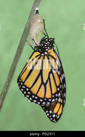 Adultes du monarque (Danaus plexippus), juste émergé de chrysalide, Amérique du Nord, par aller Moody/Dembinsky Assoc Photo Banque D'Images