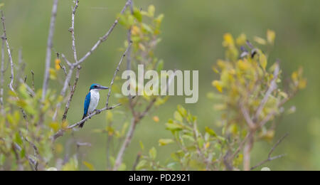 Kingfisher Todiramphus chloris à collier ou dans les Sunderbans les mangroves au Bengale occidental en Inde. Banque D'Images