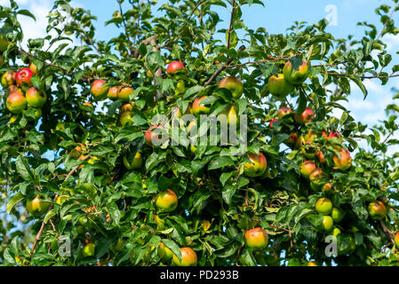 Des pommes mûres sur un arbre sur les branches contre un fond de ciel Banque D'Images