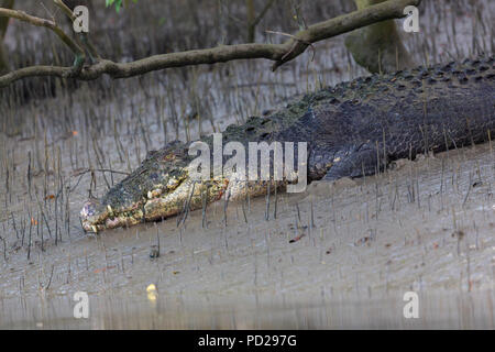 Le crocodile Crocodylus palustris voyou ou indien ou voyou à Sundarbans national park, West Bengal, India Banque D'Images