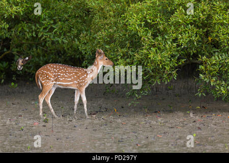 Spotted Deer ou Axix Axix ou Cheetal dans les mangroves des Sundarbans National Park, West Bengal, India Banque D'Images