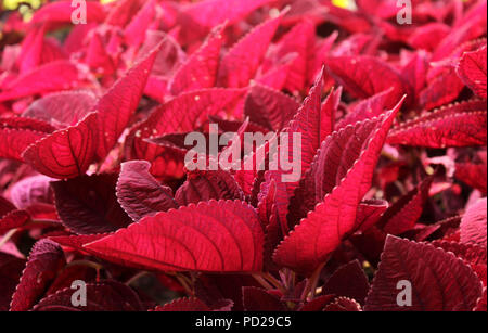 Madiun, Indonésie. 22 juillet, 2018. Iler rouge visible plantes fleurs s'épanouir dans la région de Willis le Madiun Montagnes. Credit : Ajun Ally/Pacific Press/Alamy Live News Banque D'Images