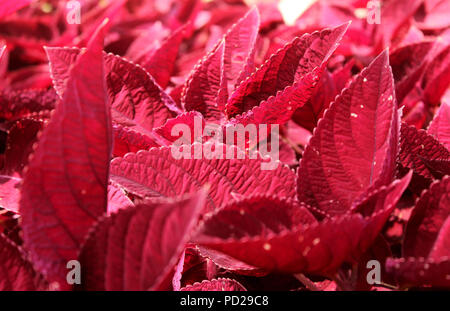 Madiun, Indonésie. 22 juillet, 2018. Iler rouge visible plantes fleurs s'épanouir dans la région de Willis le Madiun Montagnes. Credit : Ajun Ally/Pacific Press/Alamy Live News Banque D'Images