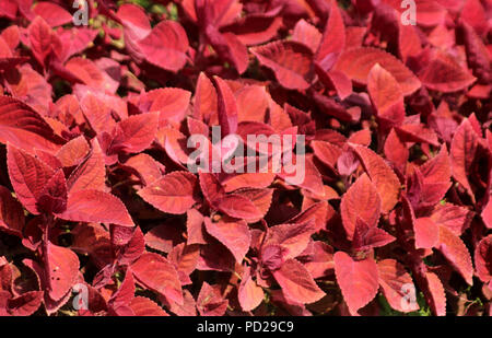 Madiun, Indonésie. 22 juillet, 2018. Iler rouge visible plantes fleurs s'épanouir dans la région de Willis le Madiun Montagnes. Credit : Ajun Ally/Pacific Press/Alamy Live News Banque D'Images