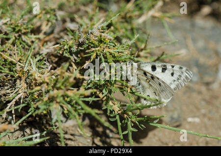 , Papillon Apollon Parnassius apollo nevadensis, l'alimentation, la Sierra Nevada Granada, Espagne. Banque D'Images