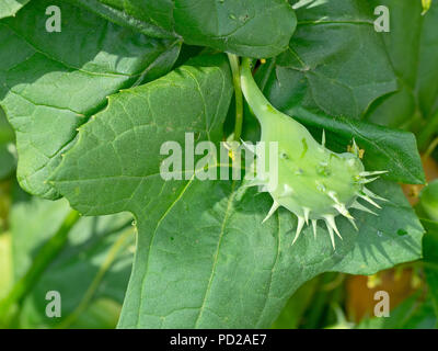 Cyclanthera brachystachya, l'explosion du concombre à la famille des cucurbitacées ou gourd. Sur vigne. Les fruits sont bilatéralement symétriques, renflée et épineux. Banque D'Images