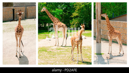 Collage de belles girafes au zoo du marche Banque D'Images