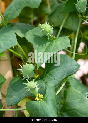 Cyclanthera brachystachya, l'explosion du concombre à la famille des cucurbitacées ou gourd. Sur vigne. Les fruits sont bilatéralement symétriques, renflée et épineux. Banque D'Images