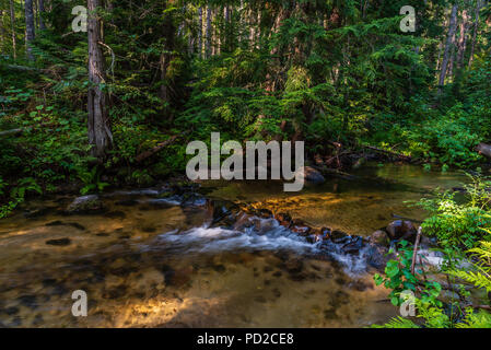 Cascades de Tacoma Creek dans la forêt nationale de Colville Banque D'Images