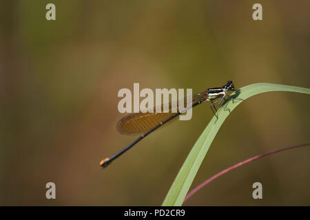 Queue d'or libellule sur brin d'herbe (Allocnemis leucosticta) Banque D'Images