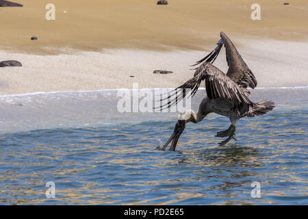 Pélican brun (Pelecanus occidentalis) plongée sous-marine pour les poissons à proximité d'une plage dans les îles Galapagos, Banque D'Images