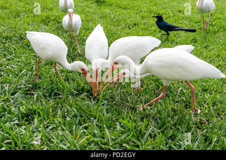 Boca Raton Florida,Palm Beach County,Marriott Residence Inn,motel,hébergement,propriété,lac, barboteuse d'oiseau,Ibis,Red bill,Eudocimus albus,blanc,plumes Banque D'Images