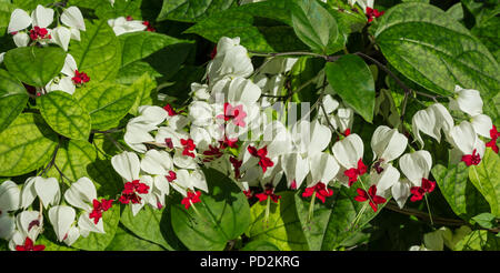 Bleeding Heart ou Bleeding Heart Vine, Clerodendrun ou Glory Bower, Clerodendrum Clerodendrum thomsoniae thomsonii (Lamiaceae). Banque D'Images