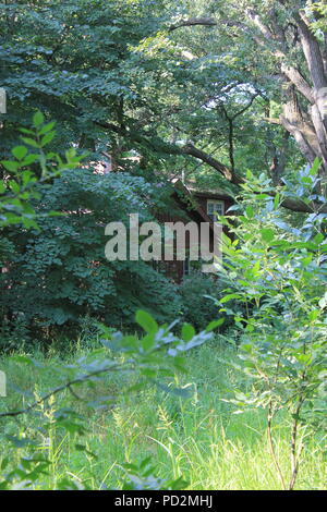 Des forêts verdoyantes d'été surcultivées avec beaucoup d'arbres et de buissons. Banque D'Images