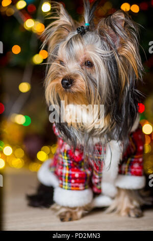 Chien Yorkshire Terrier dans un costume à carreaux se repose sur un arbre de Noël fond garland Banque D'Images