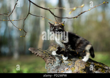 Petit Chaton de couleur écaille dans le parc se déplace sur une pierre recouverte de mousse Banque D'Images