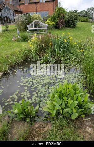 Bassin de jardin sauvage avec variété de plantes aquatiques Cotswolds UK Banque D'Images