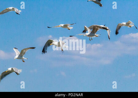 Zadar, Croatie - le 24 juillet 2018 : vol de mouettes dans le ciel près de l'île de Ugljan Preko sur Banque D'Images