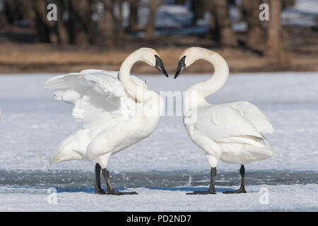 Les cygnes trompettes (Cygnus buccinator), rivière Ste-Croix, hiver, WI, MN, USA, par Dominique Braud/Dembinsky Assoc Photo Banque D'Images