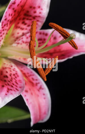 Une photo d'un pourpre et de lys blanc sur fond noir. Banque D'Images