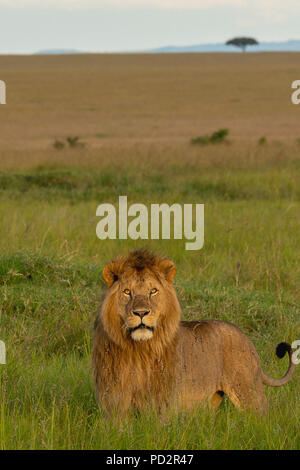 Lion debout à crinière dans l'herbe avec la lumière du soleil dans ses yeux grands ouverts dans le Masai Mara au Kenya Banque D'Images