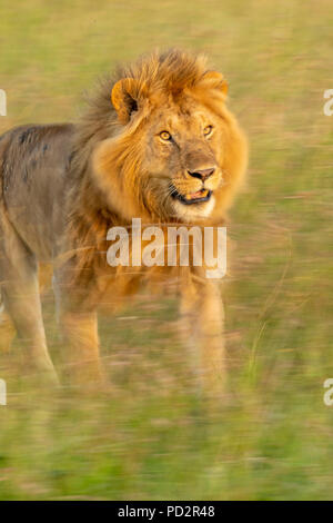 L'exécution de la crinière d'un lion en herbe dans le Masai Mara au Kenya Banque D'Images