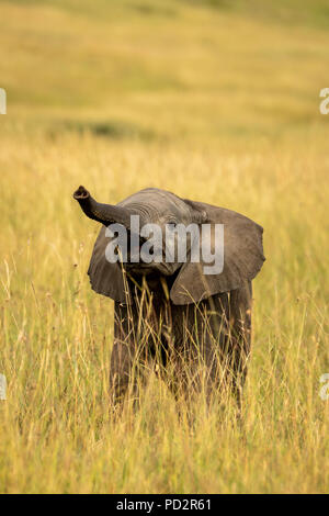 African elephant calf barrissements Banque D'Images