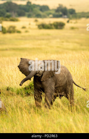 African elephant calf barrissements Banque D'Images