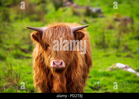 Sur le Highland cattle Fléron peninsula Banque D'Images