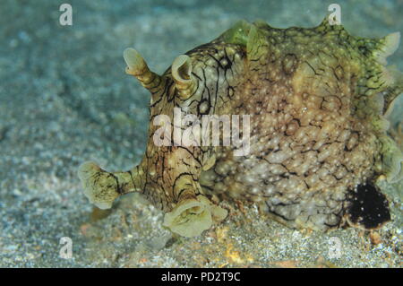 Détail de l'avant sans doute repéré (variable) d'Aplysia dactylomela lièvre de mer sur fond plat de sable. Banque D'Images