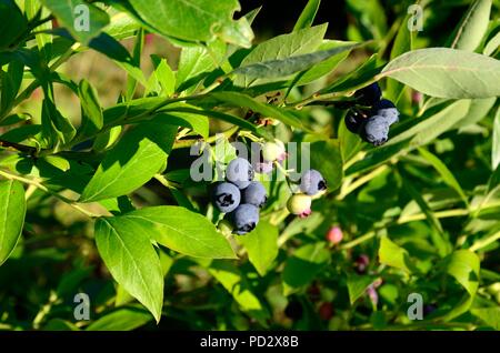 Blueberrries le mûrissement sur un buisson dans un jardin biologique Banque D'Images