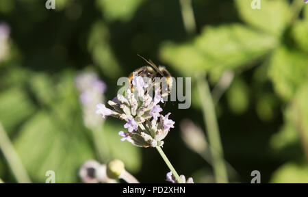 Bourdon sur Lavande plante dans un jardin anglais Banque D'Images