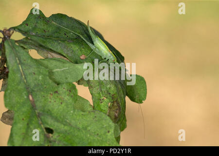 Le sud de l'Oak Bush-cricket (Meconema meridionale) Banque D'Images