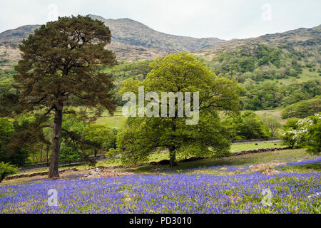 De plus en plus d'un natif jacinthes paysage de colline ouverte dans le parc national de Snowdonia en campagne du printemps. Nantgwynant, Gwynedd, Pays de Galles, Royaume-Uni, Angleterre