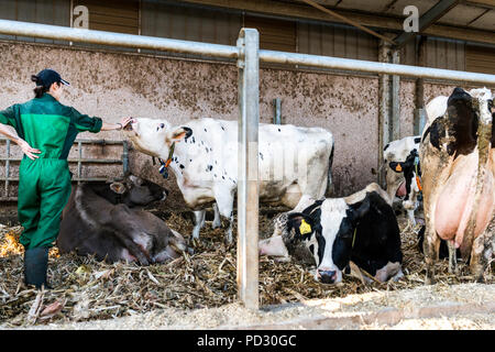 Travailleur agricole laitière ayant tendance à vaches en pen Banque D'Images